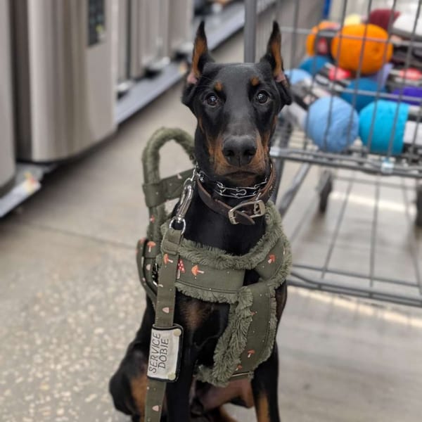 Trained dog sitting calmly, demonstrating obedience skills