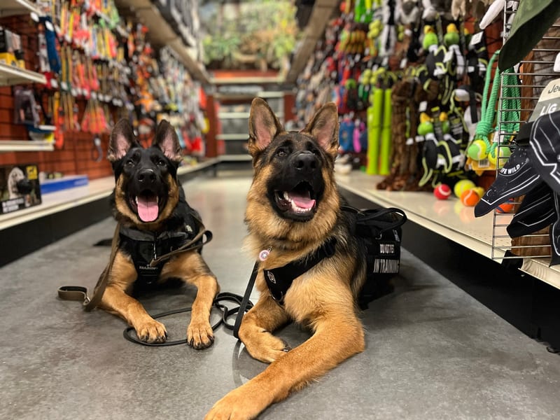 Board & Train — professional dog obedience training with handler