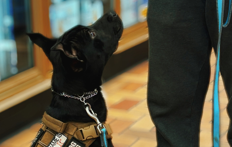 New Purpose Program — shelter dog being trained as a service dog