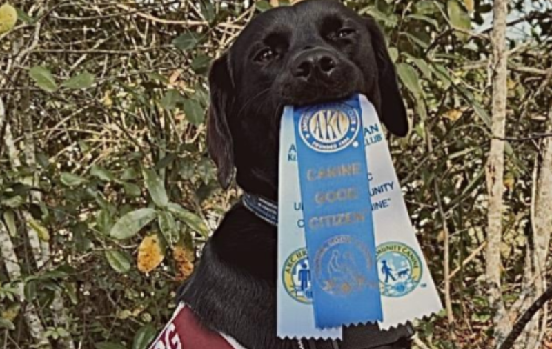 Virtual Service Dog Course — owner training their dog with remote guidance